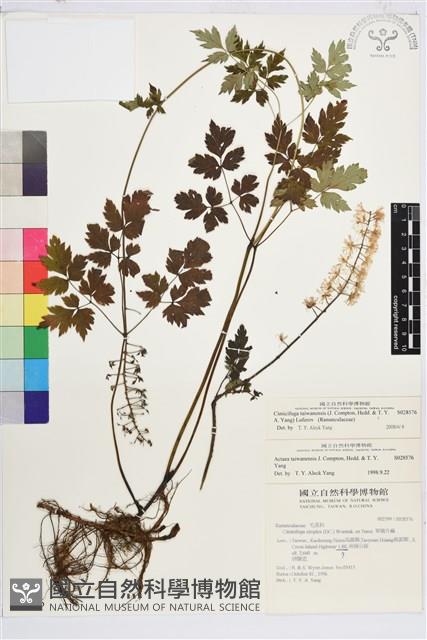 台灣升麻藏品圖，第2張