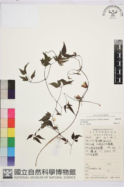 楊子鐵線蓮藏品圖，第1張