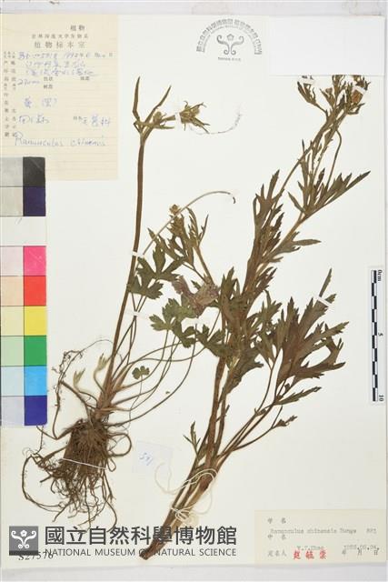 茴茴蒜藏品圖，第1張