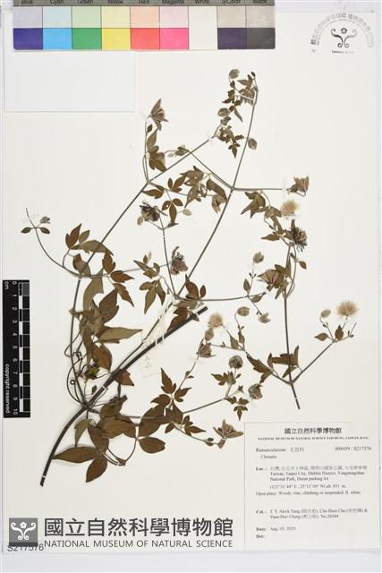 勝任鐵線蓮藏品圖，第1張