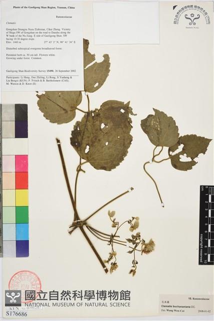 毛木通藏品圖，第1張