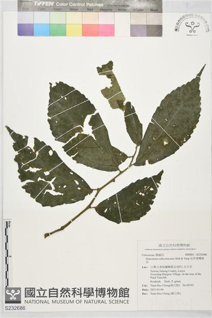 近革葉樓梯草藏品圖，第1張