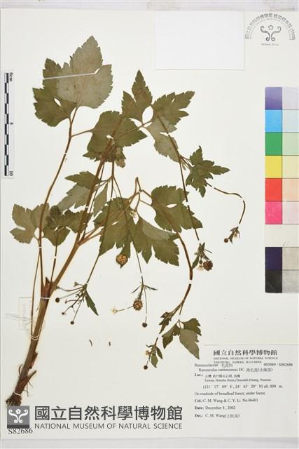 水辣菜、禺毛茛藏品圖，第1張