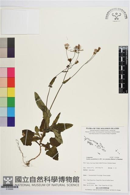 紫背草藏品圖，第1張