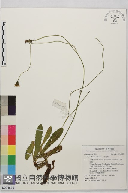 貓兒菊藏品圖，第1張
