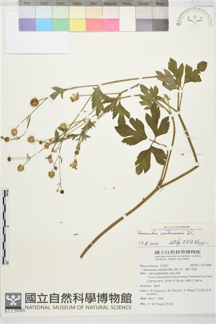水辣菜、禺毛茛藏品圖，第1張