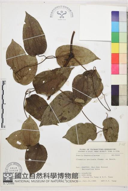 柱果鐵線蓮藏品圖，第2張