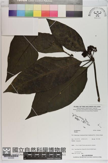 登錄號:S200086藏品圖，第1張