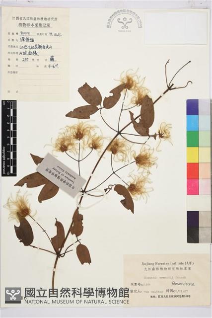 小木通藏品圖，第1張