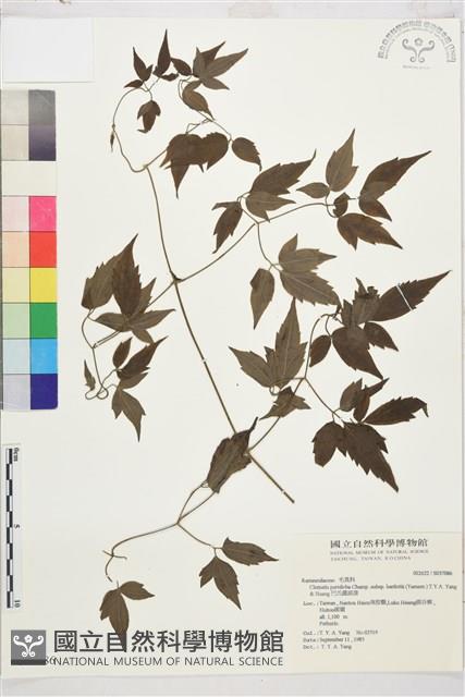 巴氏鐵線蓮藏品圖，第2張