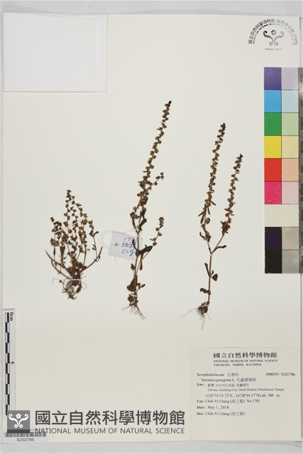 毛蟲婆婆納藏品圖，第1張