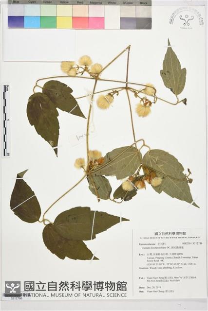 銹毛鐵線蓮藏品圖，第1張