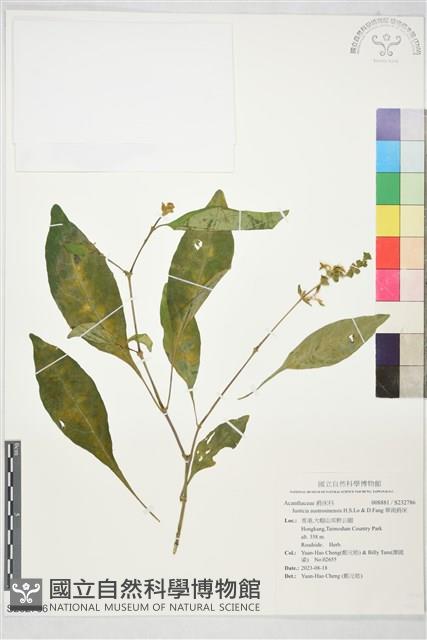 華南爵床藏品圖，第1張