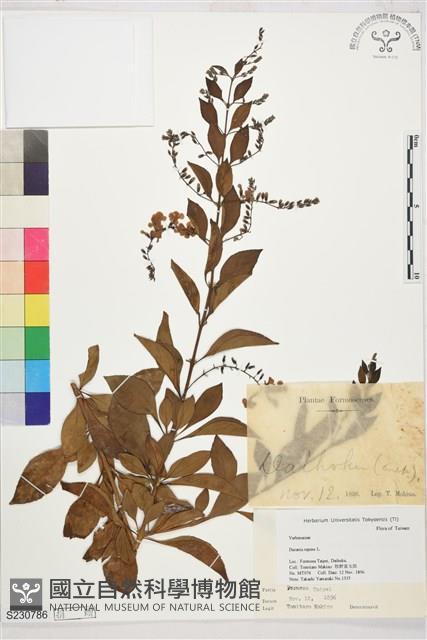 金露花、小本苦林盤藏品圖，第1張