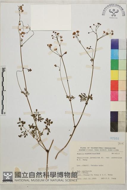 微毛爪哇唐松草藏品圖，第1張