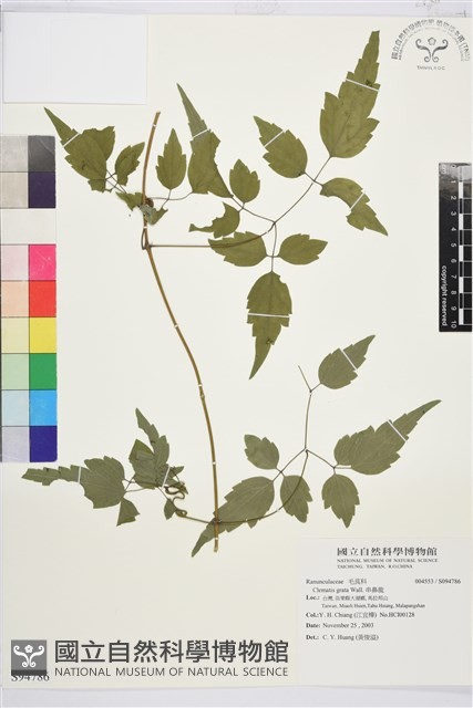 串鼻龍藏品圖，第1張