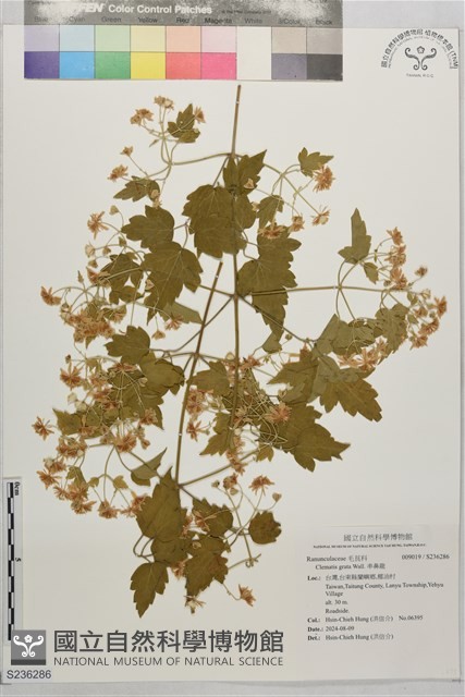 串鼻龍藏品圖，第1張