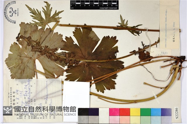 粗花烏頭藏品圖，第1張