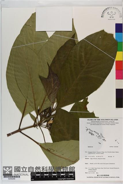 登錄號:S200286藏品圖，第1張