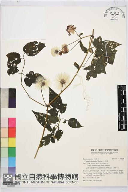 小木通藏品圖，第1張