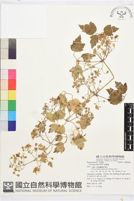 串鼻龍藏品圖，第1張