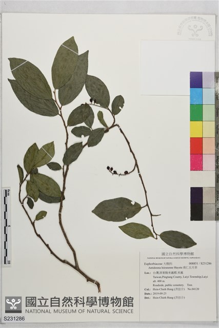 南仁五月茶藏品圖，第1張