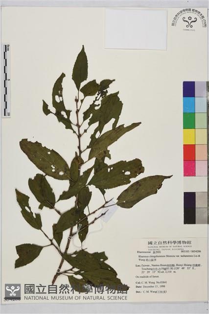 塔山鼠李藏品圖，第1張