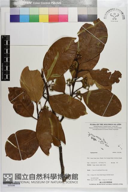登錄號:S203286藏品圖，第1張