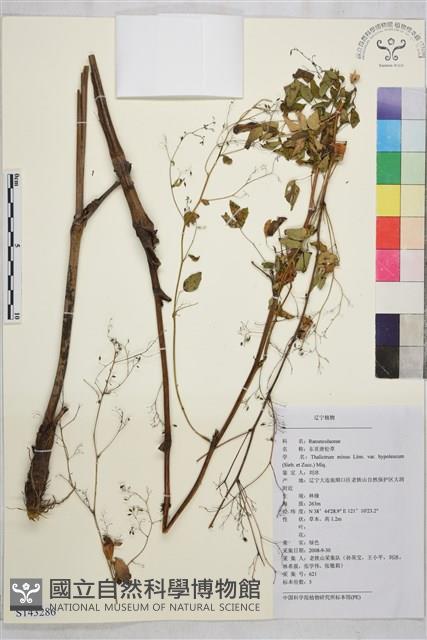 東亞唐松草藏品圖，第1張