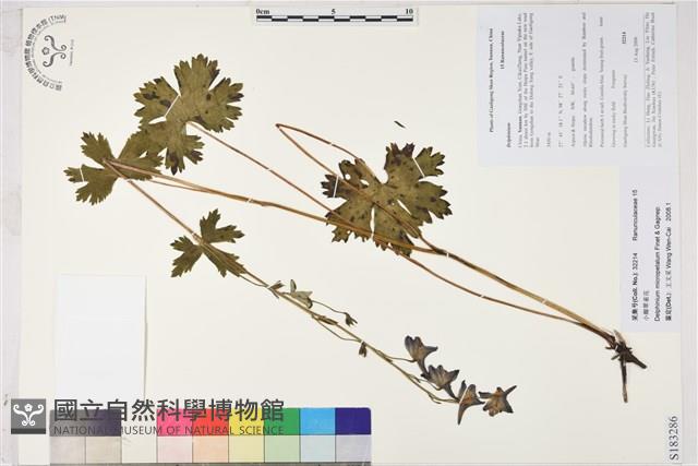 小瓣翠雀花藏品圖，第1張