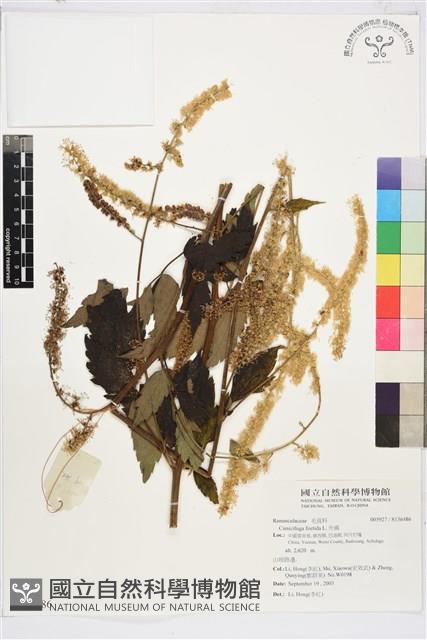 Accession Number:S136486 Collection Image