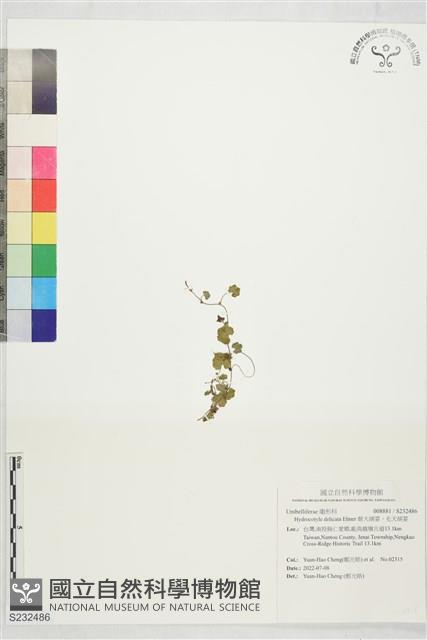 姬天胡荽，毛天胡荽藏品圖，第1張