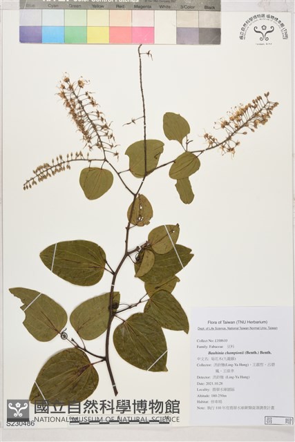 菊花木藏品圖，第1張