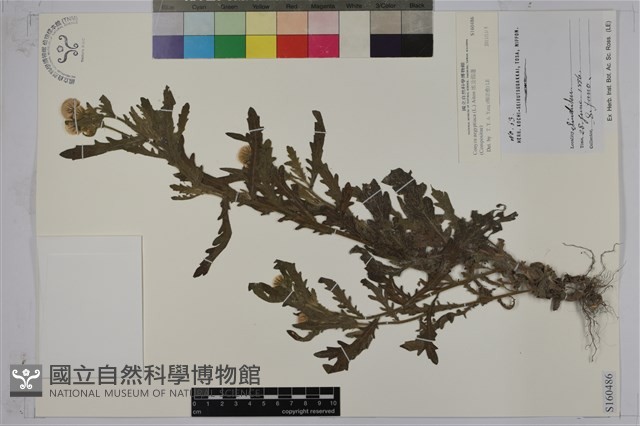 埃及假蓬藏品圖，第1張