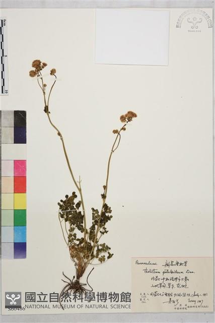 腎葉唐松草藏品圖，第1張