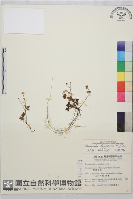 鹿場毛茛藏品圖，第1張