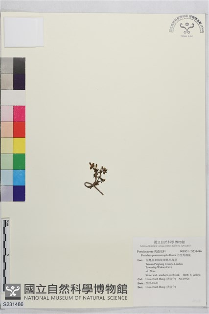 沙生馬齒莧藏品圖，第1張