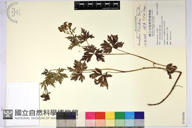 臺灣烏頭藏品圖，第1張