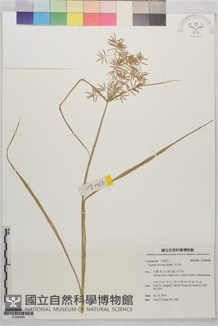 水莎草藏品圖，第1張