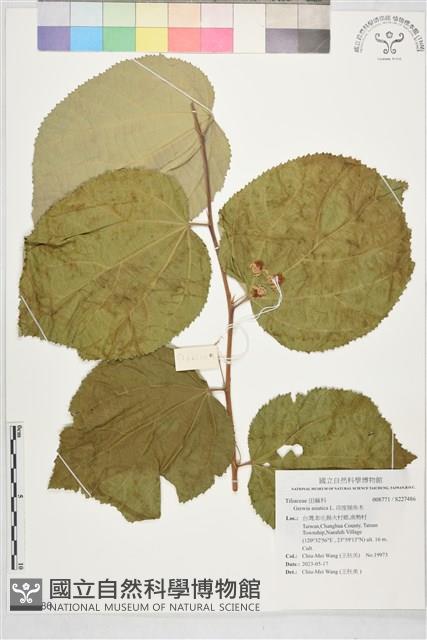 印度捕魚木藏品圖，第1張