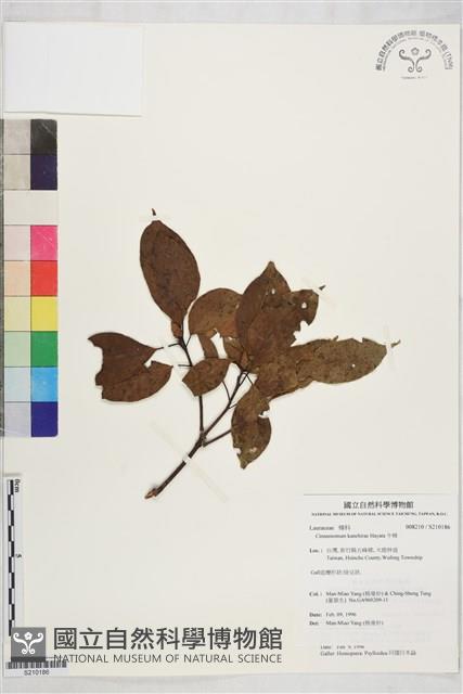 牛樟藏品圖，第1張