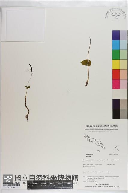 登錄號:S201186藏品圖，第1張