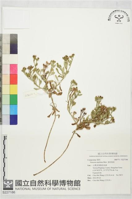 濱斑鳩菊藏品圖，第1張