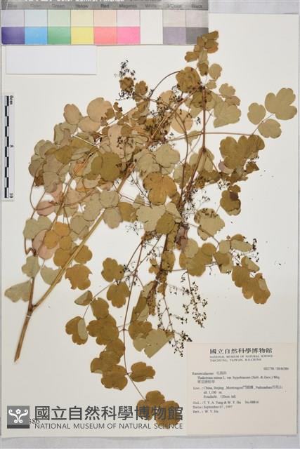 東亞唐松草藏品圖，第1張