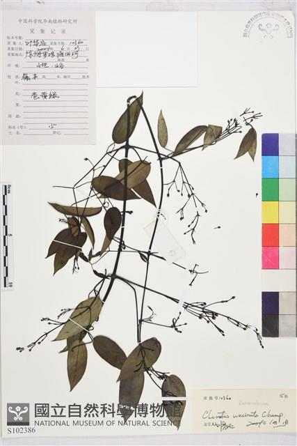 柱果鐵線蓮藏品圖，第2張