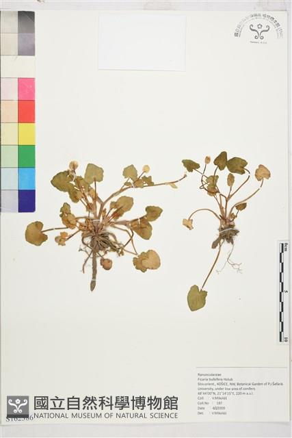 登錄號:S162386藏品圖，第1張