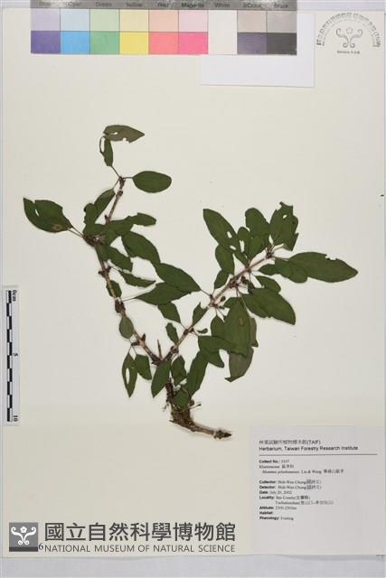 畢祿山鼠李藏品圖，第1張