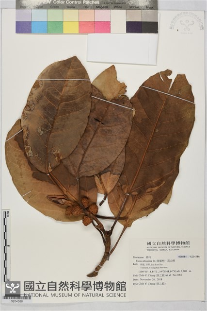 闊葉榕、高山榕藏品圖，第1張