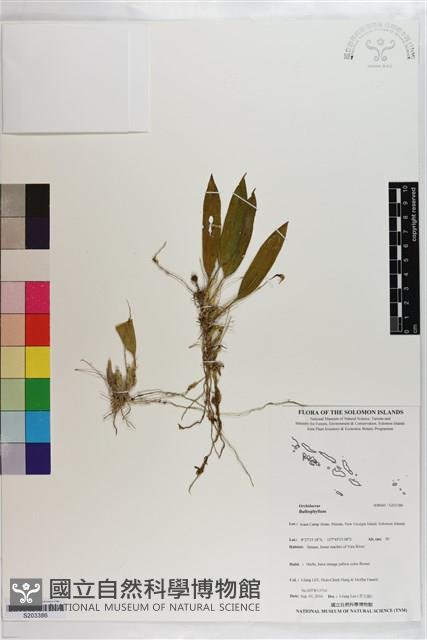 登錄號:S203386藏品圖，第1張