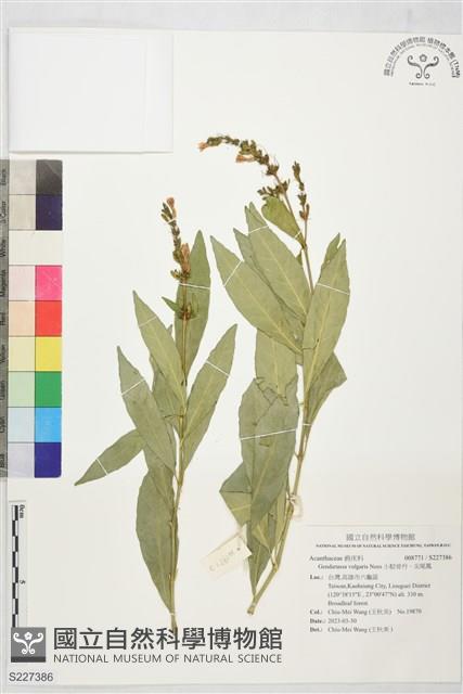 小駁骨丹、尖尾鳳藏品圖，第1張